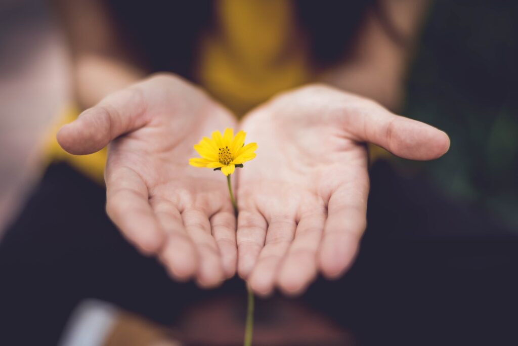 hands holding flower