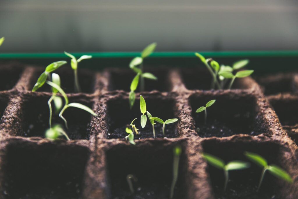 young sprouts in soil trays