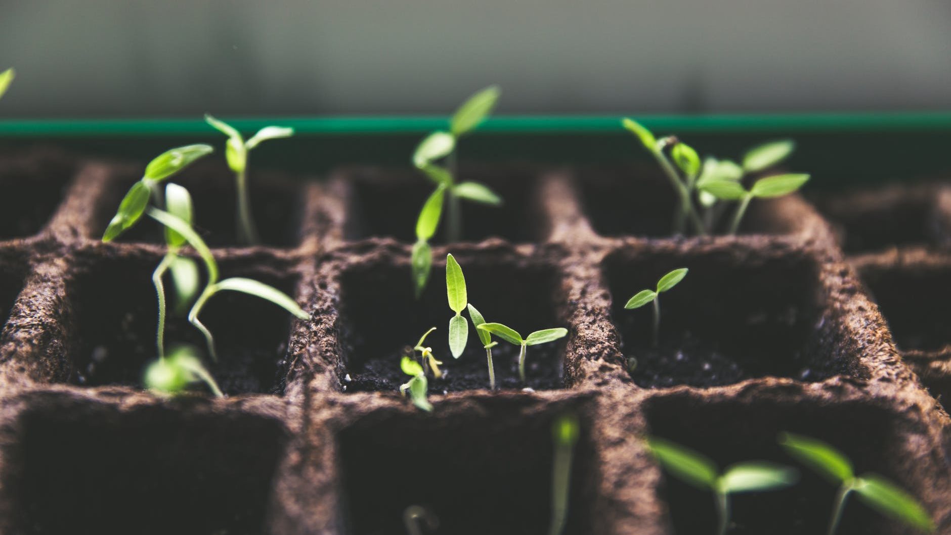 plants sprouting