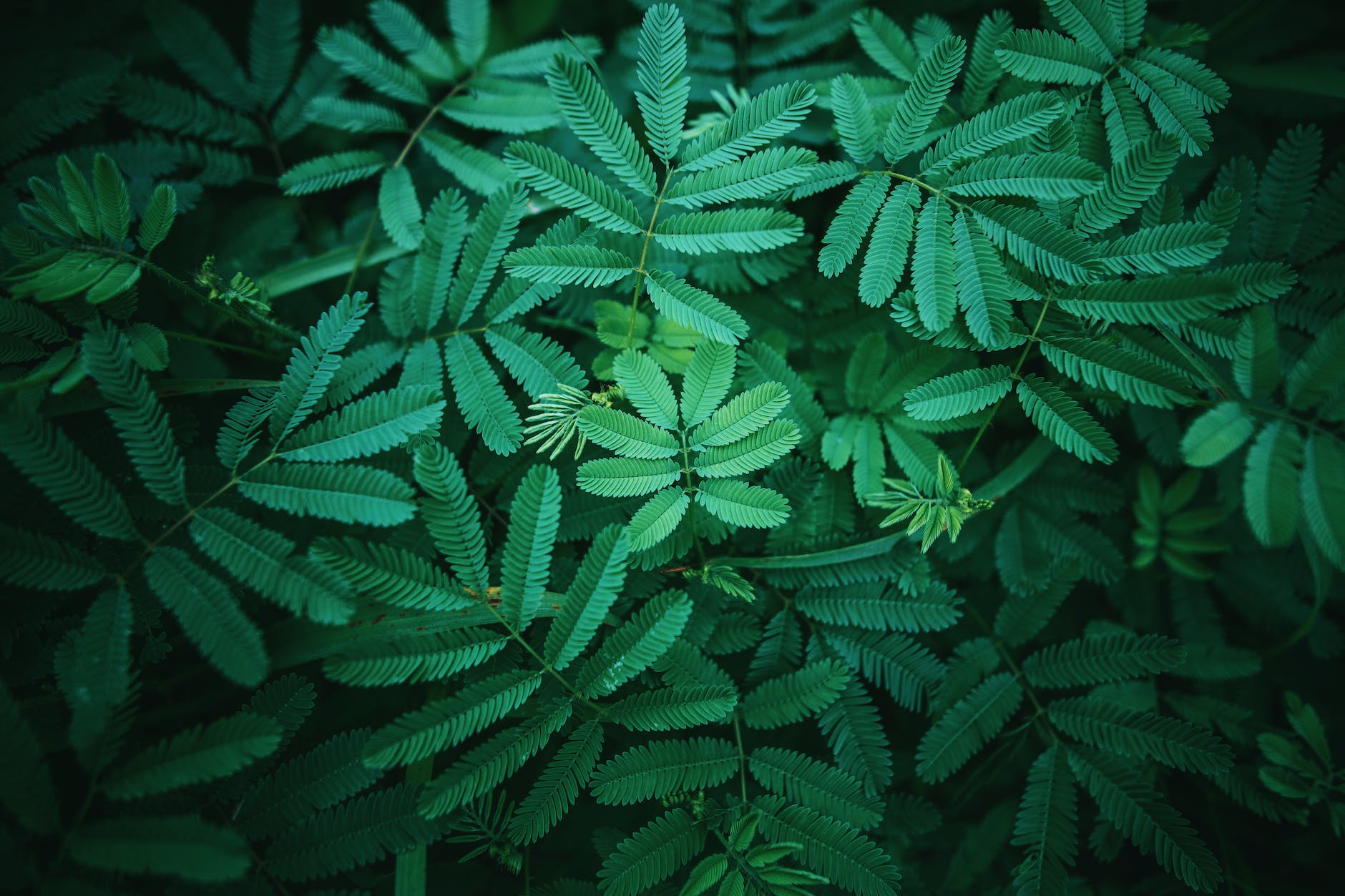 photography of leaves